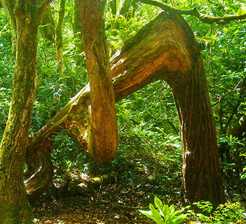 Photo of unusual tree 