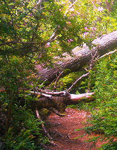 Photo of trees along trail