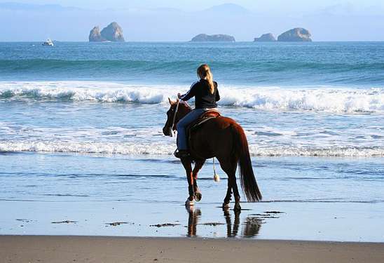 oceanhorse